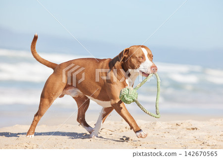 Beach, nature and dog running with ball for fun exercise, healthy energy or happy animal playing in sand. Ocean, games and pitbull with outdoor pet training, fitness and wellness with toys in morning Beach, nature and dog running with ball for fun exercise, healthy energy or happy animal playing in sand. Ocean, games and pitbull with outdoor pet training, fitness and wellness with toys in morning 142670565