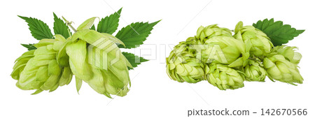 Hop cone isolated on white background. Beer brewing ingredients Hop cone isolated on white background. Beer brewing ingredients 142670566