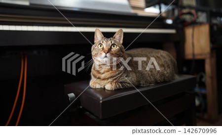 一隻虎斑貓坐在琴凳上,目不轉睛地盯著某個東西。 一隻虎斑貓坐在琴凳上,目不轉睛地盯著某個東西。 142670996
