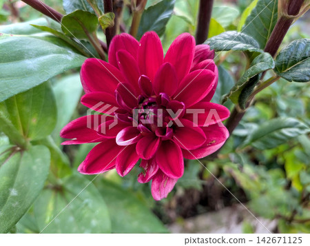 Deep red dahlias stand out against the green leaves. Deep red dahlias stand out against the green leaves. 142671125