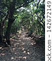 森林中的一條小路，陽光透過樹林 142672149