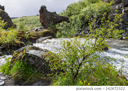Fresh birch leaves beside a flowing stream within Gjain, Iceland, evocative river and lava 142672322