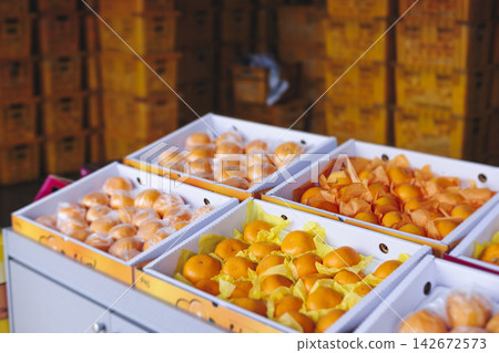 Jeju orange and hallabong for sale on farm market shop, Jeju Island, South Korea, tangerine and gamgyul fruits packed in gift orange boxes and crates, ripe citrus fruits export, Jeju-do agriculture Jeju orange and hallabong for sale on farm market shop, Jeju Island, South Korea, tangerine and gamgyul fruits packed in gift orange boxes and crates, ripe citrus fruits export, Jeju-do agriculture 142672573