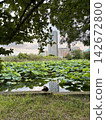 The scenery of the waterside at Shinobazu Pond 142672800