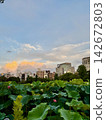 The twilight sky seen across Shinobazu Pond, where lotus flowers grow abundantly. 142672803
