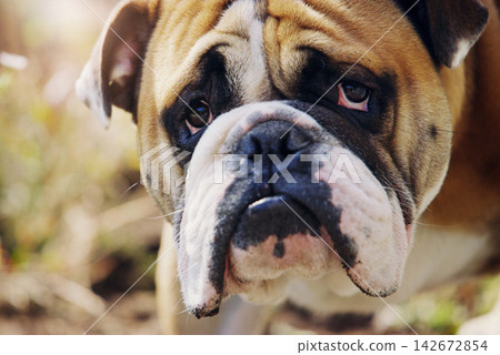 Bulldog, garden and outdoor with closeup of face on walk, sunshine or explore nature for development. Pet, animal or hound in park, field and headshot with zoom for fur, adoption or health in shelter Bulldog, garden and outdoor with closeup of face on walk, sunshine or explore nature for development. Pet, animal or hound in park, field and headshot with zoom for fur, adoption or health in shelter 142672854