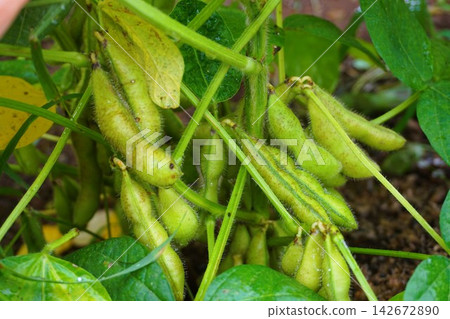 Edamame Edamame Edamame Edamame 142672890