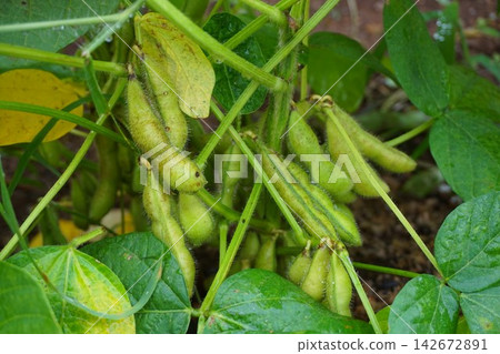 Edamame Edamame 142672891