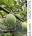 Plums on a tree 142672976