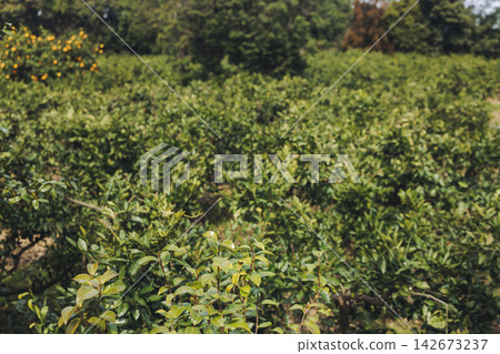 Jeju orange grove and tangerine farm plantation, Jeju Island, South Korea, hallabong and gamgyul trees growing in orchard, harvesting and picking fresh citrus fruits in sunny day, Jeju-do agriculture 142673237