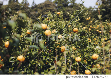 Jeju orange grove and tangerine farm plantation, Jeju Island, South Korea, hallabong and gamgyul trees growing in orchard, harvesting and picking fresh citrus fruits in sunny day, Jeju-do agriculture 142673238