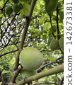 Plums on a tree 142673381