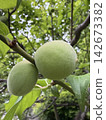 Plums on a tree 142673382