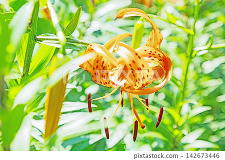 Flowers around the house, various seasonal changes, early summer awakening, orange tiger lilies blooming in the shade of the trees in the Satoyama. Flowers around the house, various seasonal changes, early summer awakening, orange tiger lilies blooming in the shade of the trees in the Satoyama. 142673446