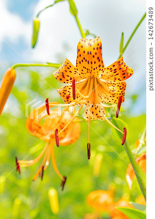 Flowers around the house, various seasonal changes, early summer awakening, orange tiger lilies blooming in the shade of the trees in the Satoyama. Flowers around the house, various seasonal changes, early summer awakening, orange tiger lilies blooming in the shade of the trees in the Satoyama. 142673489