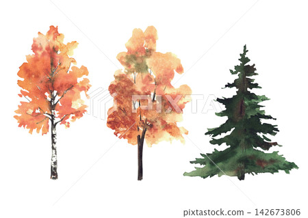 Autumn deciduous and coniferous trees. Yellow, orange leaves fall foliage. Watercolor set of botanical illustrations for natural landscape design. Hand painted illustration isolated from backgroun. Autumn deciduous and coniferous trees. Yellow, orange leaves fall foliage. Watercolor set of botanical illustrations for natural landscape design. Hand painted illustration isolated from backgroun. 142673806