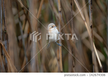 A small and adorable winter bird, the Penduline Tit, perched in a reed bed. Beautiful bird photographs, perfect for field guides and nature columns, showcasing the ecology of both males and females. A small and adorable winter bird, the Penduline Tit, perched in a reed bed. Beautiful bird photographs, perfect for field guides and nature columns, showcasing the ecology of both males and females. 142674306