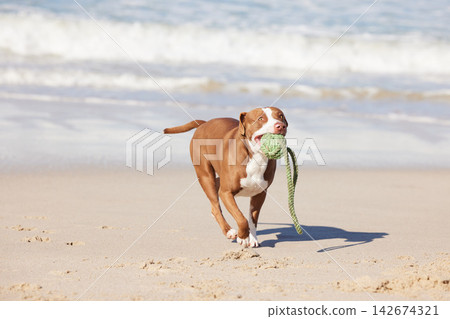 Beach, fun and dog running with ball for exercise, healthy energy or excited animal playing in nature. Ocean, games and pitbull with outdoor pet training, fitness and wellness with toys in morning Beach, fun and dog running with ball for exercise, healthy energy or excited animal playing in nature. Ocean, games and pitbull with outdoor pet training, fitness and wellness with toys in morning 142674321