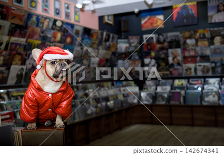French Bulldog Wearing Santa Hat Posing in a Vinyl Record Store French Bulldog Wearing Santa Hat Posing in a Vinyl Record Store 142674341