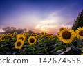 Sunflower fields and sunset in Chiba, Japan 142674558