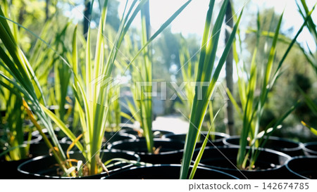 Sedge seedlings in containers at a garden center. Plant care. Sedge seedlings in containers at a garden center. Plant care. 142674785