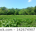夏天莫格蘭 142674907