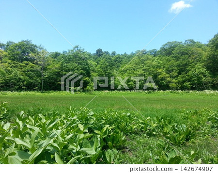 夏天莫格蘭 夏天莫格蘭 142674907