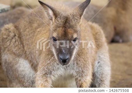 Close-Up Portrait of Wallaby Looking at Camera, Front View Close-Up Portrait of Wallaby Looking at Camera, Front View 142675508