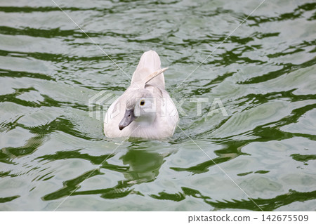 White Coscoroba Swan Swimming on Green Water, Front View 142675509