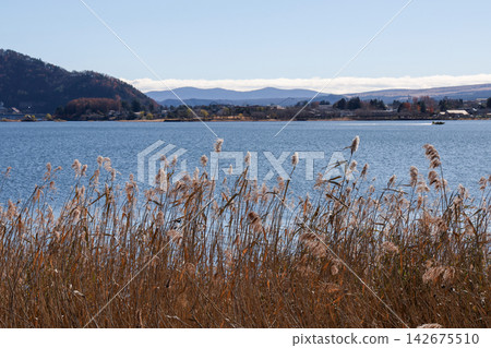 Golden Reed Grass by Lakeside with Mountains, Autumn Landscape 142675510