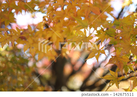 Yellow Maple Leaves in Autumn with Soft Bokeh Background Yellow Maple Leaves in Autumn with Soft Bokeh Background 142675511