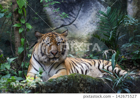 Bengal Tiger Resting on Rock Staring at Camera, Jungle Portrait Bengal Tiger Resting on Rock Staring at Camera, Jungle Portrait 142675527