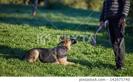 Dog, training ad park with man, ball and pet toy on a lawn with German Shepard in a backyard. Garden, patience and trainer together with rescue canine outdoor with game, trust and care on grass Dog, training ad park with man, ball and pet toy on a lawn with German Shepard in a backyard. Garden, patience and trainer together with rescue canine outdoor with game, trust and care on grass 142675740
