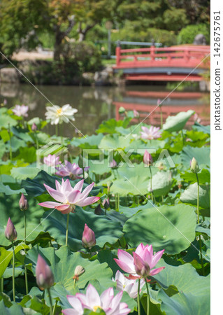 Beautiful lotus flowers blooming in a pond with a red bridge (Togyo-an Temple) Beautiful lotus flowers blooming in a pond with a red bridge (Togyo-an Temple) 142675761