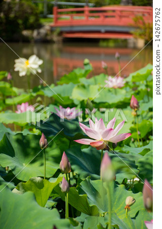 美麗的蓮花在池塘中盛開，池塘邊有一座紅橋（東京庵） 142675762