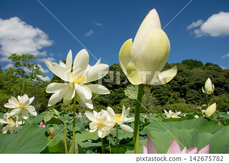 Lotus flowers in full bloom stand out against the blue sky (Togyo-an Temple) Lotus flowers in full bloom stand out against the blue sky (Togyo-an Temple) 142675782
