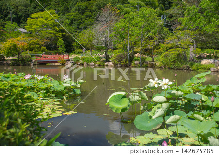 A pond where lotus flowers bloom (Togyo-an) A pond where lotus flowers bloom (Togyo-an) 142675785