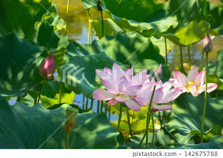 Beautiful lotus flowers blooming in the dappled sunlight (Togyo-an) Beautiful lotus flowers blooming in the dappled sunlight (Togyo-an) 142675788