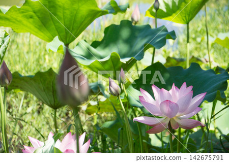 Beautiful lotus flowers in the dappled sunlight (Togyo-an) Beautiful lotus flowers in the dappled sunlight (Togyo-an) 142675791