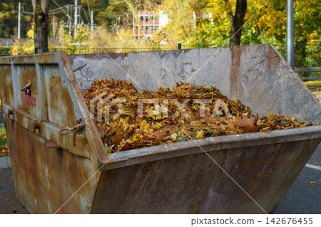 Metal Garden Container Filled with Collected Fallen Leaves During Autumn Cleanup Metal Garden Container Filled with Collected Fallen Leaves During Autumn Cleanup 142676455