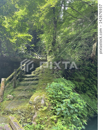 長滿青苔的石階和綠意盎然的山谷小徑 長滿青苔的石階和綠意盎然的山谷小徑 142676937