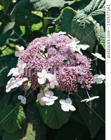 Delicate Pink and Purple Lacecap Hydrangea Bloom in Summer Garden Sunlight Delicate Pink and Purple Lacecap Hydrangea Bloom in Summer Garden Sunlight 142677161
