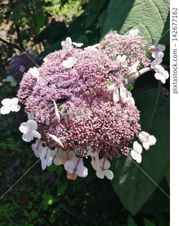 Delicate Pink and Purple Lacecap Hydrangea Bloom in Summer Garden Sunlight 142677162