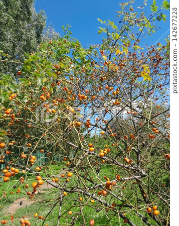 Golden Rose Hips on Branches Against Deep Blue Summer Sky Close Up Golden Rose Hips on Branches Against Deep Blue Summer Sky Close Up 142677228