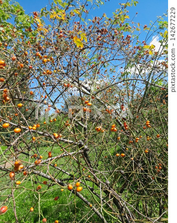 Golden Rose Hips on Branches Against Deep Blue Summer Sky Close Up 142677229