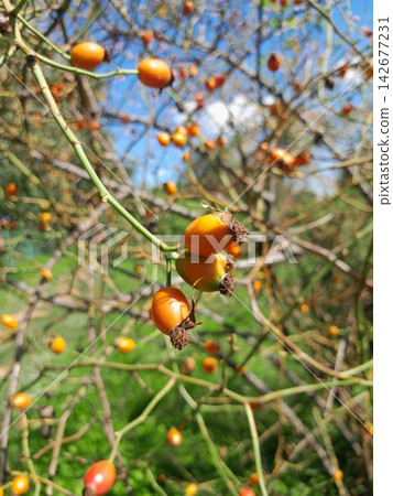 Golden Rose Hips on Branches Against Deep Blue Summer Sky Close Up Golden Rose Hips on Branches Against Deep Blue Summer Sky Close Up 142677231
