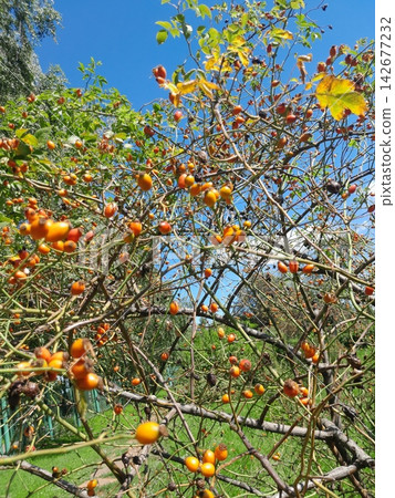 Golden Rose Hips on Branches Against Deep Blue Summer Sky Close Up Golden Rose Hips on Branches Against Deep Blue Summer Sky Close Up 142677232