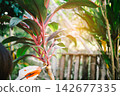 grafting trees with bark removed using brush with rooting agent or hormone. next step is to cover wound with bag of coconut, tie the tip of the head and tail. grow flower agriculture gardening  142677335