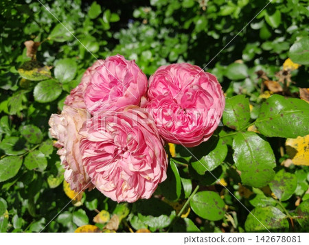 Bright Pink Roses Blooming in Sunny Garden Close Up Bright Pink Roses Blooming in Sunny Garden Close Up 142678081