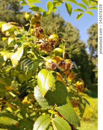 Golden Rose Hips on Branches Against Deep Blue Summer Sky Close Up Golden Rose Hips on Branches Against Deep Blue Summer Sky Close Up 142678108
